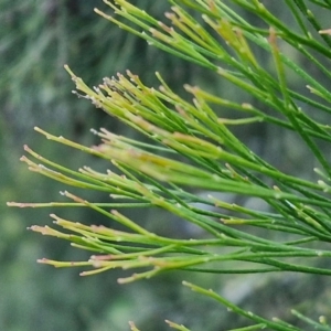 Exocarpos cupressiformis at Goulburn, NSW - 6 Aug 2024