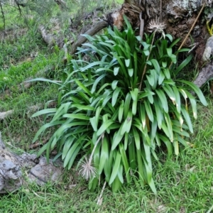 Agapanthus praecox subsp. orientalis at Goulburn, NSW - 6 Aug 2024