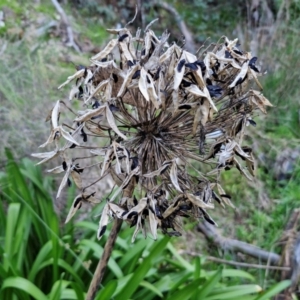 Agapanthus praecox subsp. orientalis at Goulburn, NSW - 6 Aug 2024