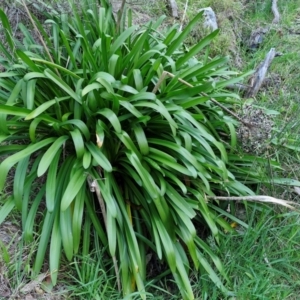 Agapanthus praecox subsp. orientalis at Goulburn, NSW - 6 Aug 2024