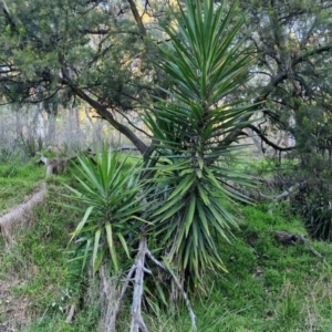 Yucca aloifolia at Goulburn, NSW - 6 Aug 2024 04:28 PM