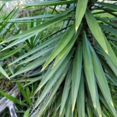 Yucca aloifolia at Goulburn, NSW - 6 Aug 2024 04:28 PM