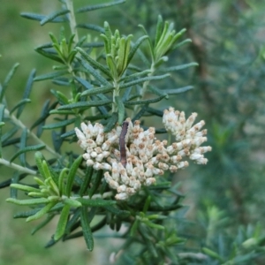 Cassinia aculeata subsp. aculeata at Goulburn, NSW - 6 Aug 2024