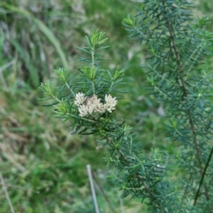 Cassinia aculeata subsp. aculeata at Goulburn, NSW - 6 Aug 2024