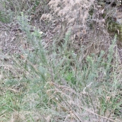 Cassinia aculeata subsp. aculeata at Goulburn, NSW - 6 Aug 2024