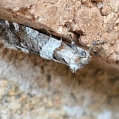 Lepidoscia heliochares (Lepidoscia heliochares) at Lyneham, ACT - 5 Aug 2024 by trevorpreston