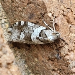 Lepidoscia heliochares at Lyneham, ACT - 5 Aug 2024