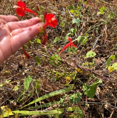 Ipomoea hederifolia (Ipomoea) at Rossville, QLD - 5 Aug 2024 by lbradley