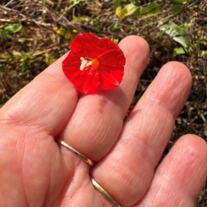 Ipomoea hederifolia at Rossville, QLD - 5 Aug 2024