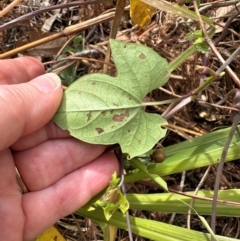 Ipomoea hederifolia at Rossville, QLD - 5 Aug 2024