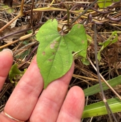 Ipomoea hederifolia at Rossville, QLD - 5 Aug 2024