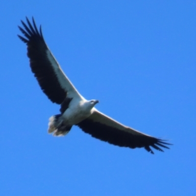 Haliaeetus leucogaster (White-bellied Sea-Eagle) at Cape Tribulation, QLD - 5 Aug 2024 by lbradley