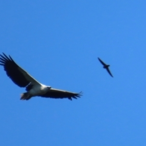 Haliaeetus leucogaster at Cape Tribulation, QLD - 5 Aug 2024 03:26 PM