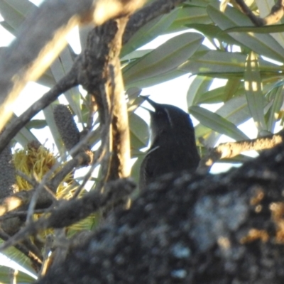 Phylidonyris pyrrhopterus (Crescent Honeyeater) at South Durras, NSW - 5 Aug 2024 by GlossyGal