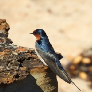 Hirundo neoxena at South Durras, NSW - 6 Aug 2024 11:46 AM