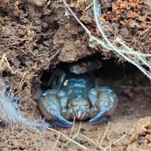 Urodacus manicatus at Hume, ACT - 6 Aug 2024