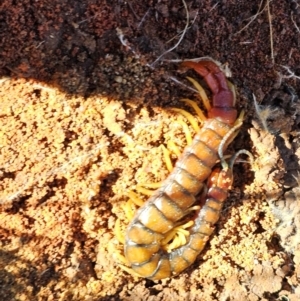 Cormocephalus aurantiipes at Hume, ACT - 6 Aug 2024