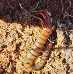 Cormocephalus aurantiipes at Hume, ACT - 6 Aug 2024 11:21 AM