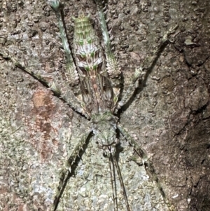 Phricta spinosa at Cape Tribulation, QLD - 5 Aug 2024