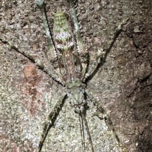 Phricta spinosa at Cape Tribulation, QLD - 5 Aug 2024 04:04 PM