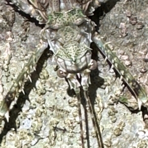 Phricta spinosa at Cape Tribulation, QLD - 5 Aug 2024