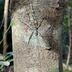 Phricta spinosa at Cape Tribulation, QLD - 5 Aug 2024 04:04 PM