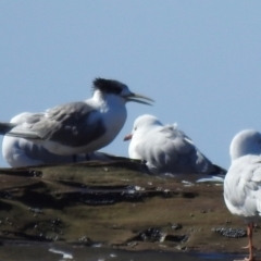 Thalasseus bergii (Crested Tern) at South Durras, NSW - 6 Aug 2024 by GlossyGal