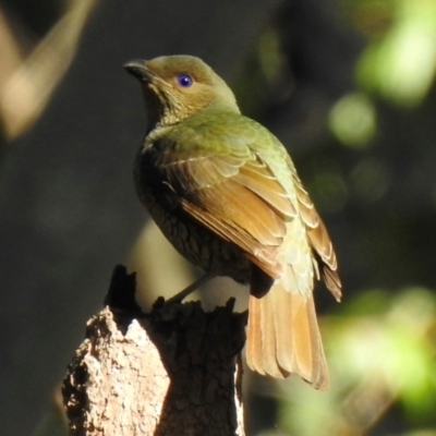 Ptilonorhynchus violaceus (Satin Bowerbird) at South Durras, NSW - 6 Aug 2024 by GlossyGal