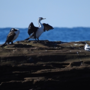 Phalacrocorax varius at South Durras, NSW - 6 Aug 2024