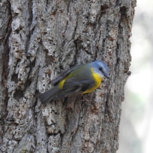 Eopsaltria australis at South Durras, NSW - 6 Aug 2024