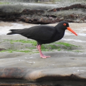 Haematopus fuliginosus at South Durras, NSW - suppressed