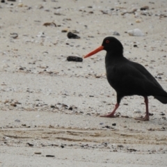 Haematopus fuliginosus at South Durras, NSW - suppressed