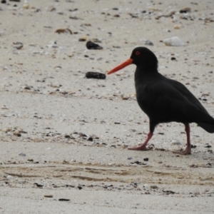 Haematopus fuliginosus at South Durras, NSW - suppressed