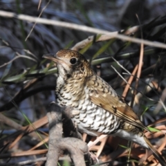 Zoothera lunulata (Bassian Thrush) at South Durras, NSW - 6 Aug 2024 by GlossyGal