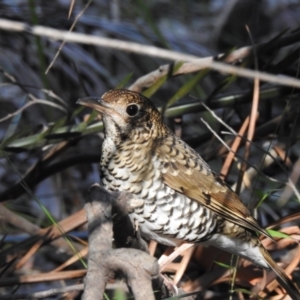 Zoothera lunulata at South Durras, NSW - 6 Aug 2024