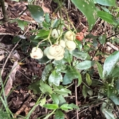 Psychotria dallachiana at Cape Tribulation, QLD - 5 Aug 2024 by lbradley