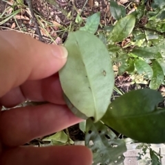 Psychotria dallachiana at Cape Tribulation, QLD - 5 Aug 2024 04:29 PM