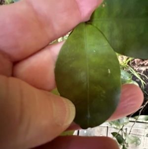 Psychotria dallachiana at Cape Tribulation, QLD - 5 Aug 2024 04:29 PM