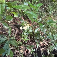 Psychotria dallachiana at Cape Tribulation, QLD - 5 Aug 2024