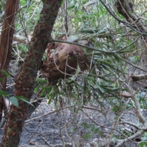 Platycerium hillii at Cape Tribulation, QLD - 5 Aug 2024