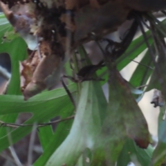 Platycerium hillii at Cape Tribulation, QLD - 5 Aug 2024