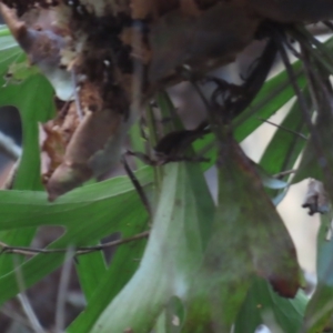 Platycerium hillii at Cape Tribulation, QLD - 5 Aug 2024 04:05 PM