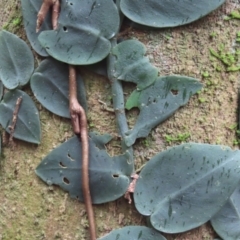 Rhaphidophora hayi at Cape Tribulation, QLD - 5 Aug 2024 by lbradley