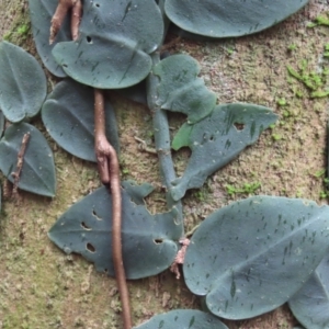 Rhaphidophora hayi at Cape Tribulation, QLD - 6 Aug 2024