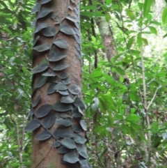 Rhaphidophora hayi at Cape Tribulation, QLD - 6 Aug 2024