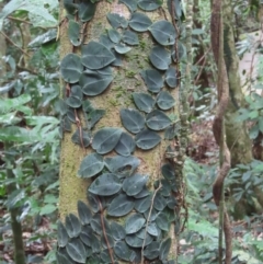 Rhaphidophora hayi at Cape Tribulation, QLD - 6 Aug 2024