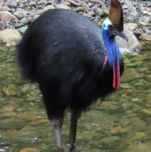 Casuarius casuarius at Cape Tribulation, QLD - suppressed