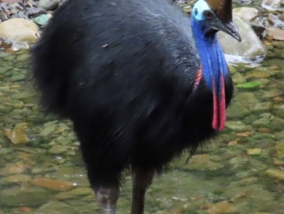 Casuarius casuarius (Southern Cassowary) at Cape Tribulation, QLD - 6 Aug 2024 by lbradley