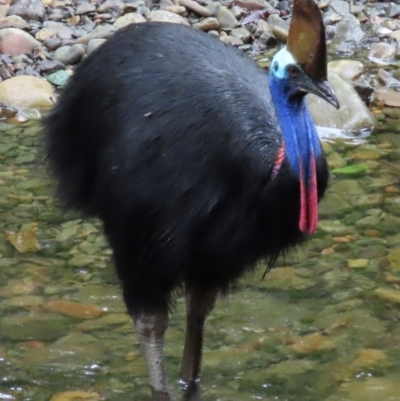 Casuarius casuarius (Southern Cassowary) at Cape Tribulation, QLD - 5 Aug 2024 by lbradley