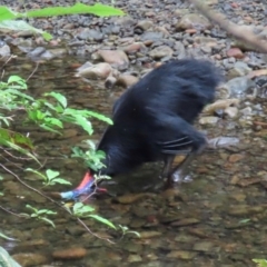 Casuarius casuarius at Cape Tribulation, QLD - suppressed